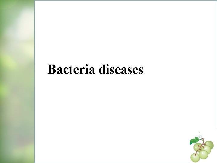 Bacteria diseases 