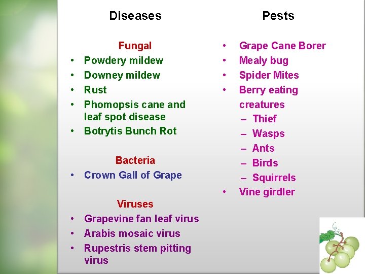 Diseases • • • Fungal Powdery mildew Downey mildew Rust Phomopsis cane and leaf