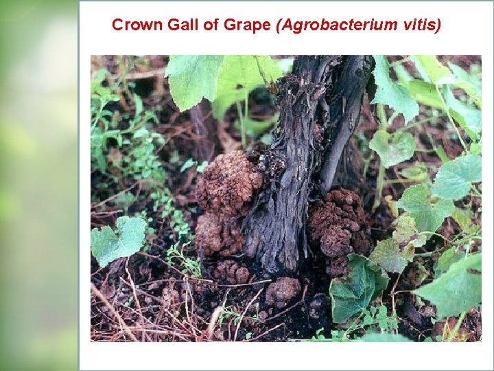 Crown Gall of Grape (Agrobacterium vitis) 