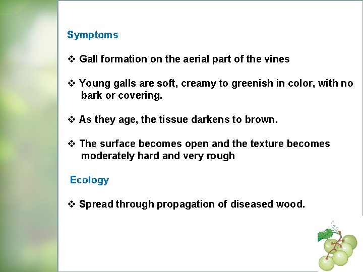 Symptoms v Gall formation on the aerial part of the vines v Young galls