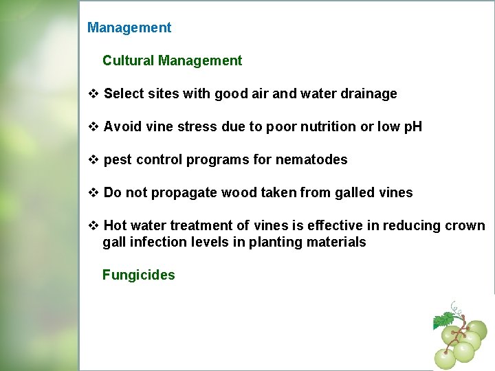 Management Cultural Management v Select sites with good air and water drainage v Avoid