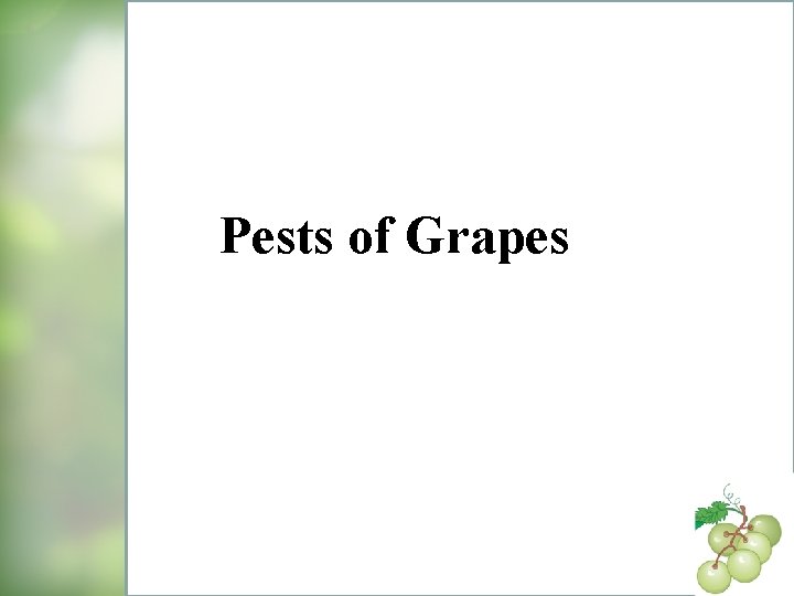 Pests of Grapes 