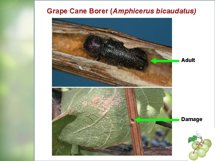 Grape Cane Borer (Amphicerus bicaudatus) Adult Damage 