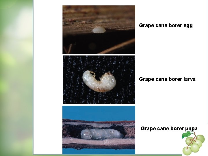 Grape cane borer egg Grape cane borer larva Grape cane borer pupa 