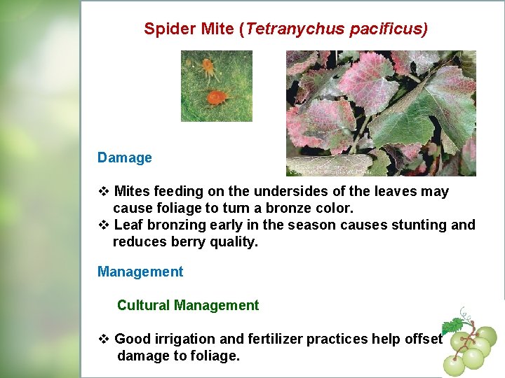 Spider Mite (Tetranychus pacificus) Damage v Mites feeding on the undersides of the leaves