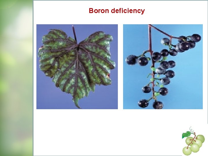 Boron deficiency 