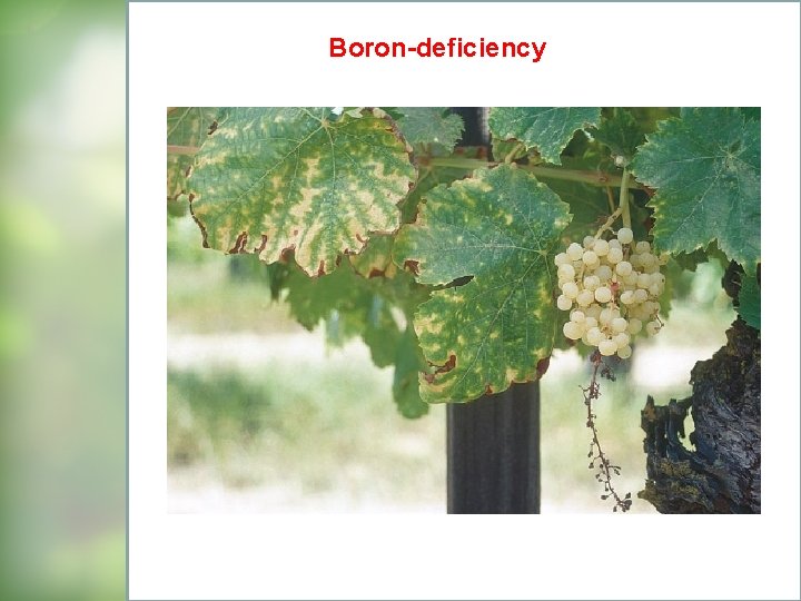 Boron-deficiency 