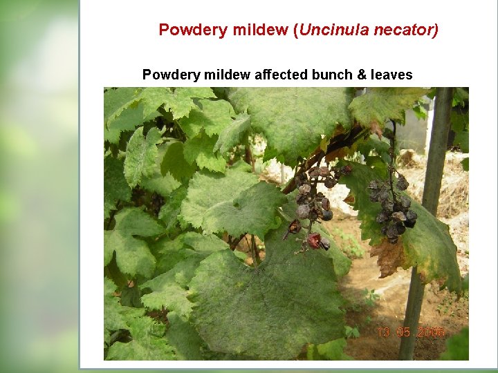 Powdery mildew (Uncinula necator) Powdery mildew affected bunch & leaves 