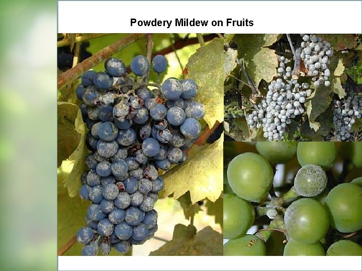 Powdery Mildew on Fruits 