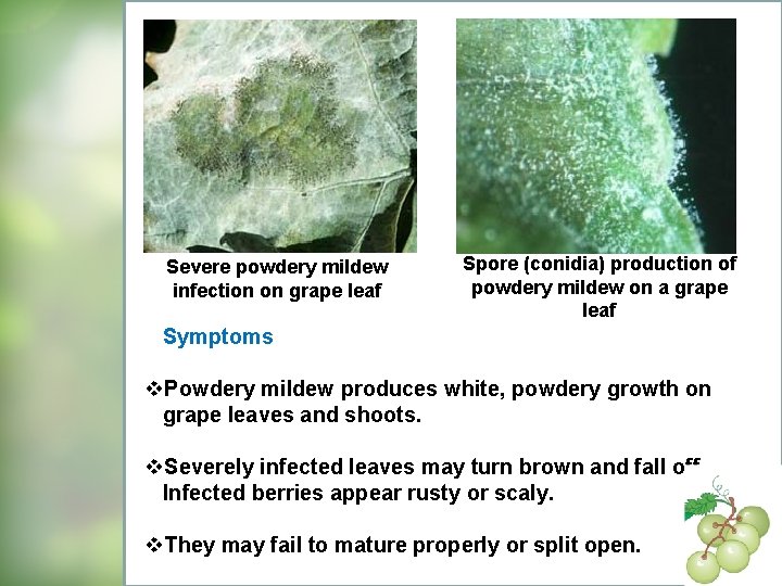 Severe powdery mildew infection on grape leaf Spore (conidia) production of powdery mildew on