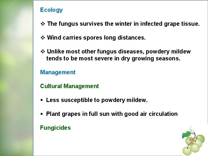 Ecology v The fungus survives the winter in infected grape tissue. v Wind carries