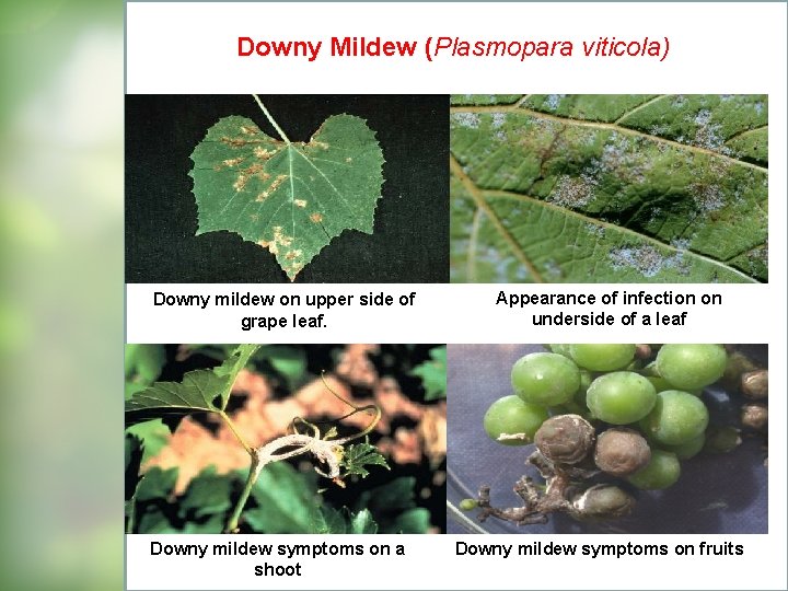 Downy Mildew (Plasmopara viticola) Downy mildew on upper side of grape leaf. Downy mildew