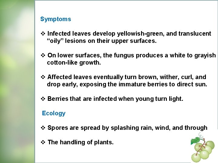 Symptoms v Infected leaves develop yellowish-green, and translucent “oily” lesions on their upper surfaces.