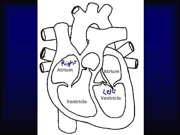 Atrium Ventricle 