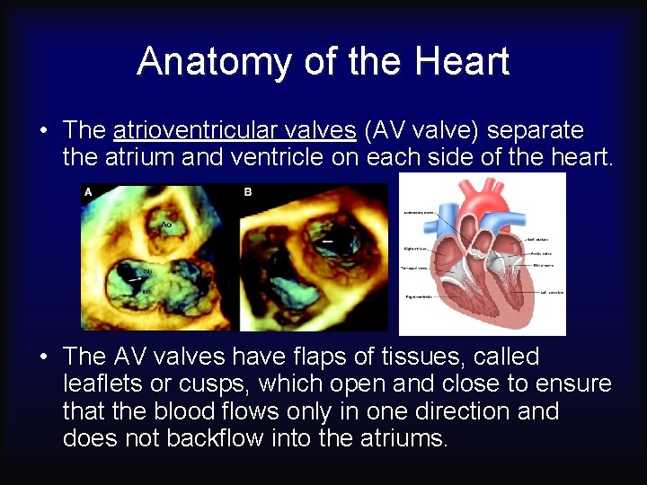 Anatomy of the Heart • The atrioventricular valves (AV valve) separate the atrium and