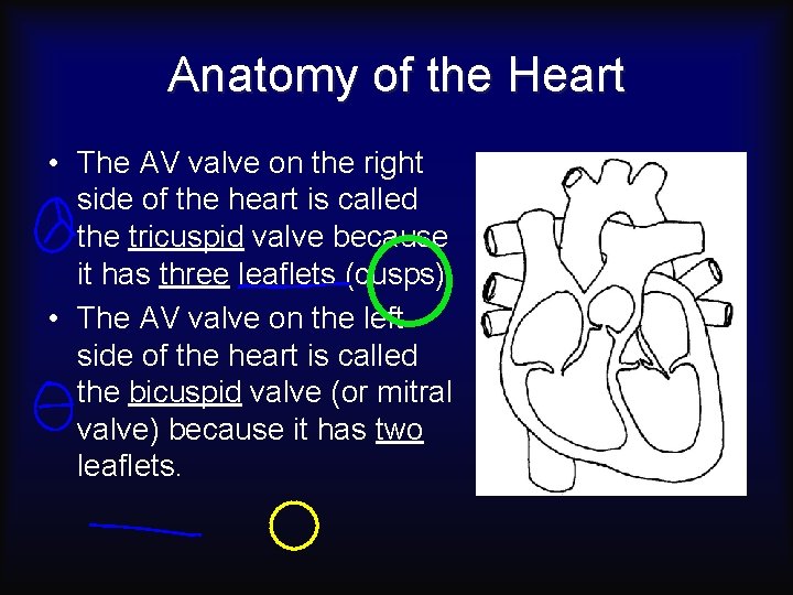 Anatomy of the Heart • The AV valve on the right side of the