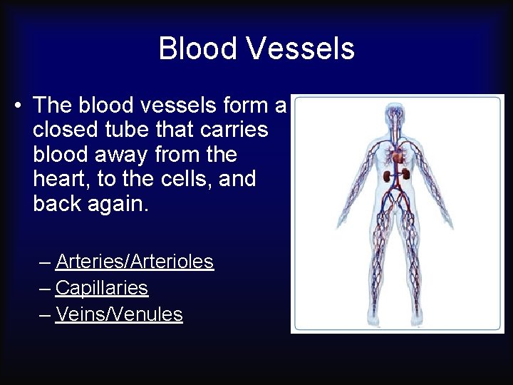 Blood Vessels • The blood vessels form a closed tube that carries blood away