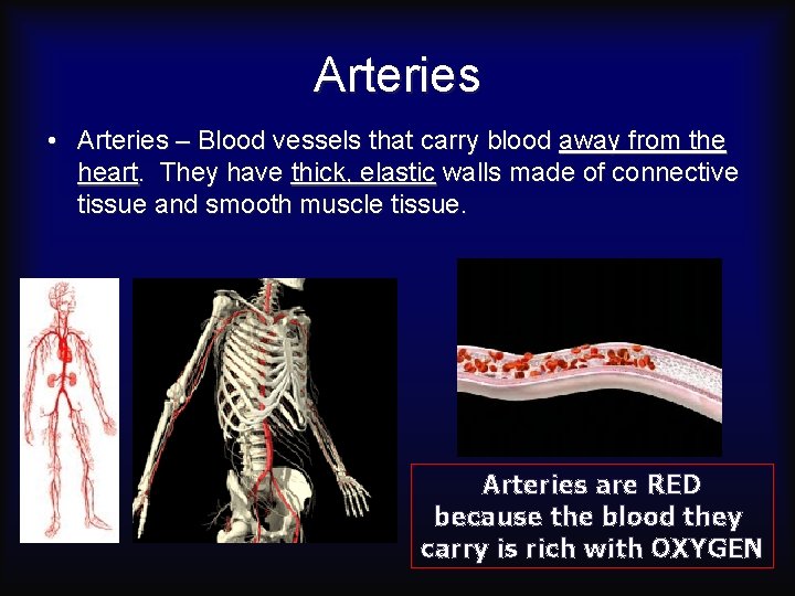 Arteries • Arteries – Blood vessels that carry blood away from the heart. They