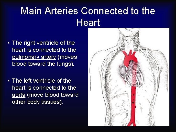 Main Arteries Connected to the Heart • The right ventricle of the heart is