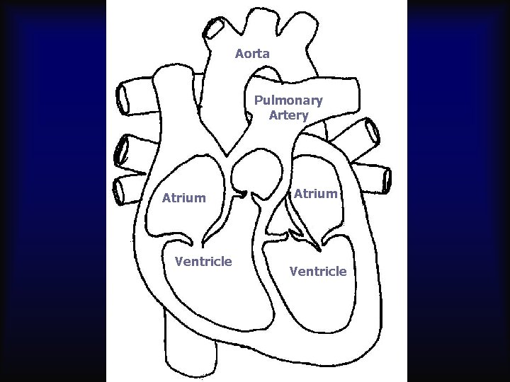 Aorta Pulmonary Artery Atrium Ventricle 