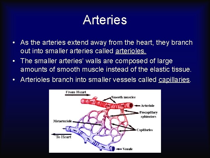 Arteries • As the arteries extend away from the heart, they branch out into