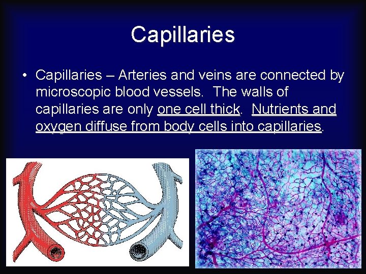 Capillaries • Capillaries – Arteries and veins are connected by microscopic blood vessels. The