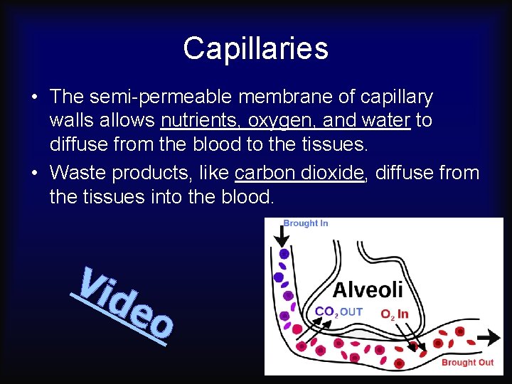Capillaries • The semi-permeable membrane of capillary walls allows nutrients, oxygen, and water to