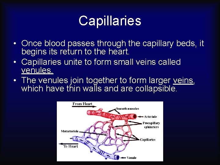 Capillaries • Once blood passes through the capillary beds, it begins its return to