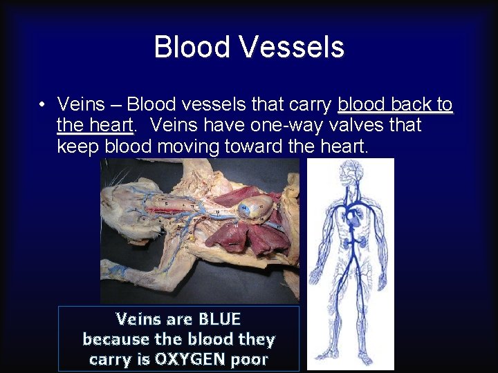 Blood Vessels • Veins – Blood vessels that carry blood back to the heart.