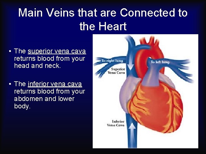 Main Veins that are Connected to the Heart • The superior vena cava returns