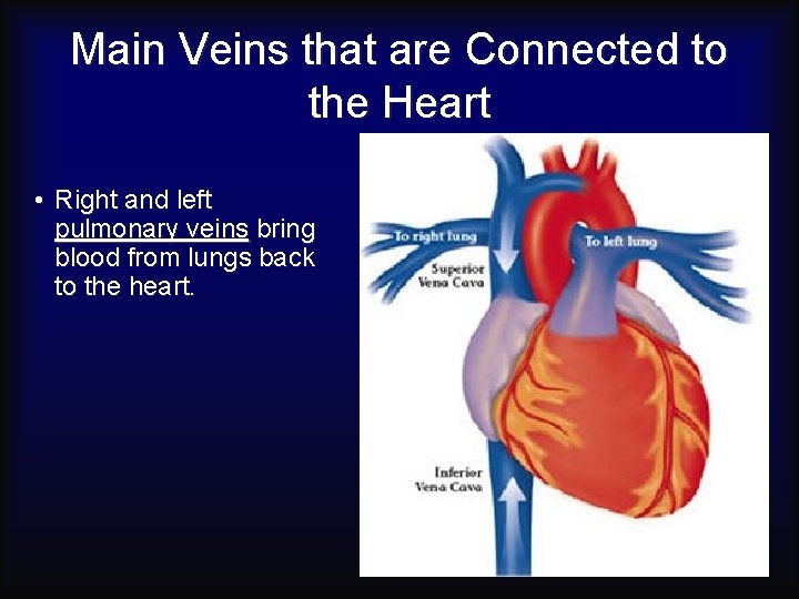 Main Veins that are Connected to the Heart • Right and left pulmonary veins