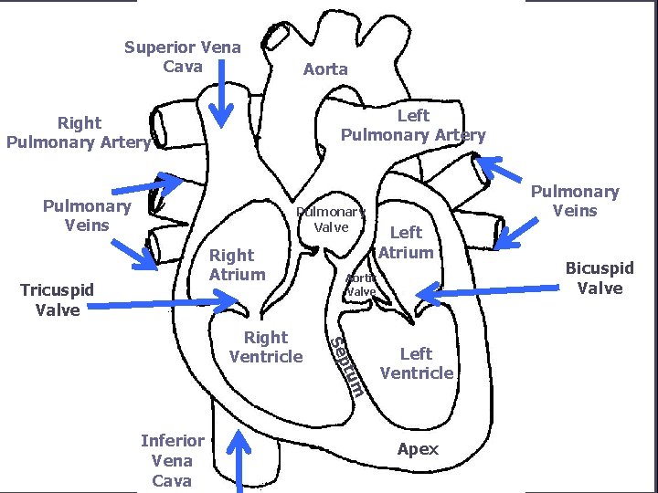Superior Vena Cava Aorta Left Pulmonary Artery Right Pulmonary Artery Pulmonary Veins Pulmonary Valve