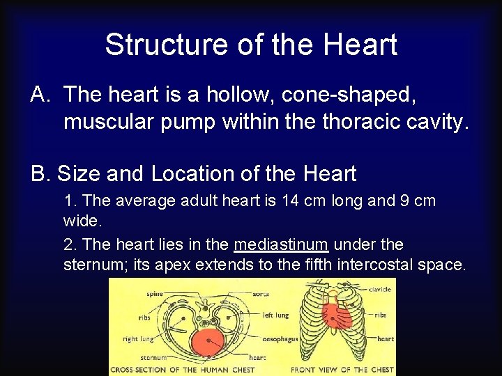 Structure of the Heart A. The heart is a hollow, cone-shaped, muscular pump within