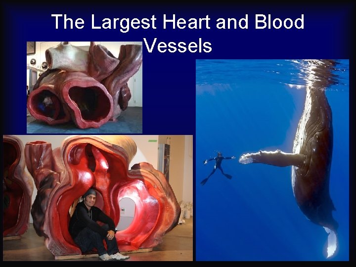 The Largest Heart and Blood Vessels 