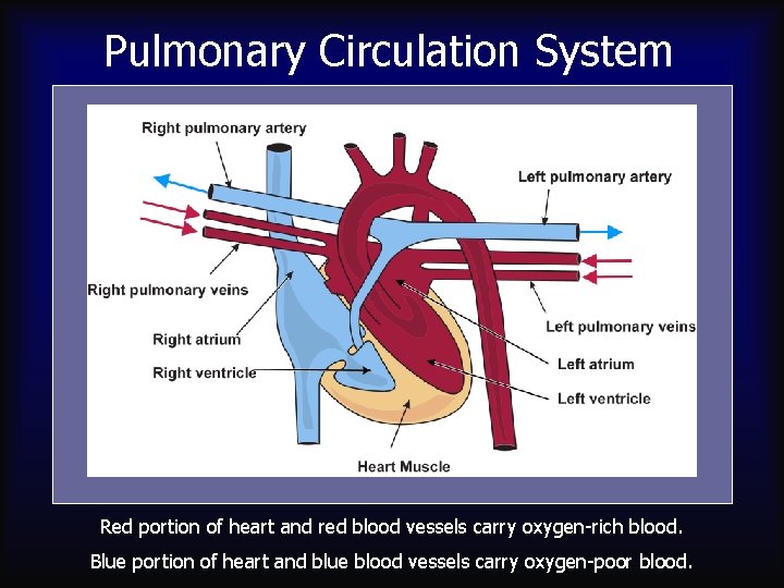 Pulmonary Circulation System Red portion of heart and red blood vessels carry oxygen-rich blood.