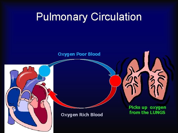 Pulmonary Circulation Oxygen Poor Blood Oxygen Rich Blood Picks up oxygen from the LUNGS