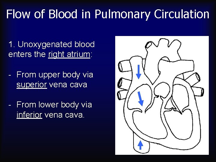Flow of Blood in Pulmonary Circulation 1. Unoxygenated blood enters the right atrium: -