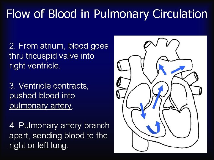 Flow of Blood in Pulmonary Circulation 2. From atrium, blood goes thru tricuspid valve