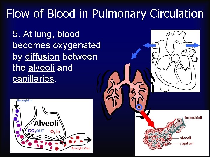 Flow of Blood in Pulmonary Circulation 5. At lung, blood becomes oxygenated by diffusion