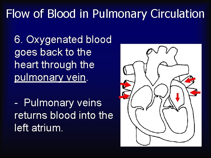 Flow of Blood in Pulmonary Circulation 6. Oxygenated blood goes back to the heart