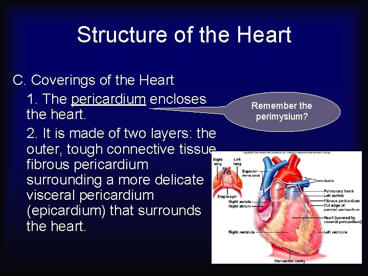 Structure of the Heart C. Coverings of the Heart 1. The pericardium encloses the