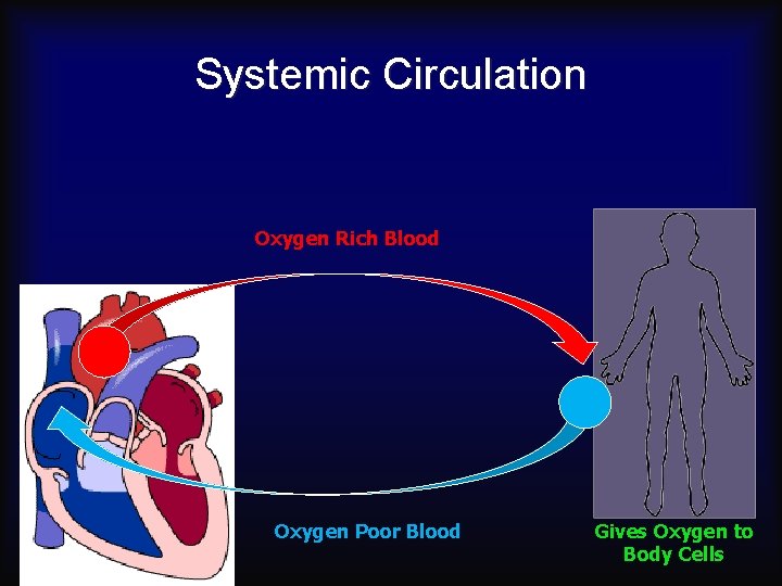 Systemic Circulation Oxygen Rich Blood Oxygen Poor Blood Gives Oxygen to Body Cells 