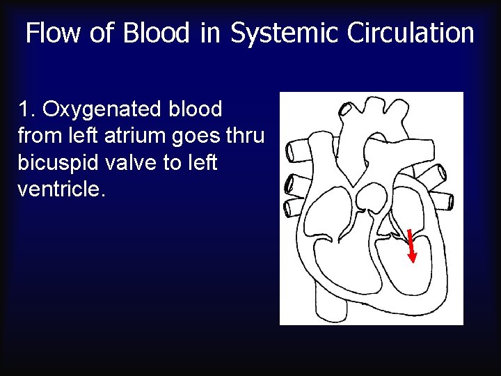 Flow of Blood in Systemic Circulation 1. Oxygenated blood from left atrium goes thru