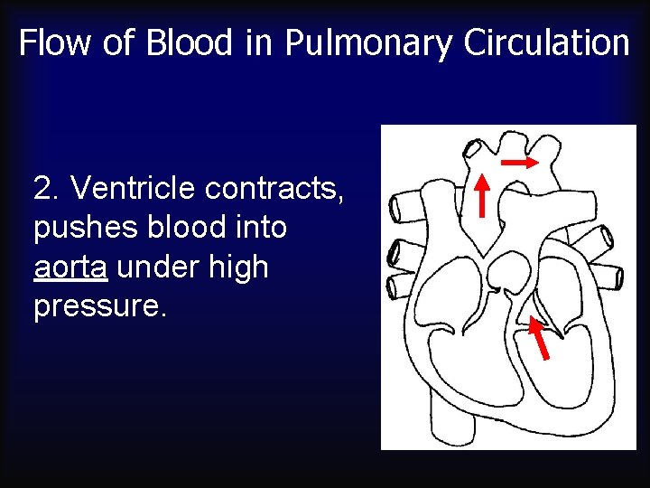 Flow of Blood in Pulmonary Circulation 2. Ventricle contracts, pushes blood into aorta under