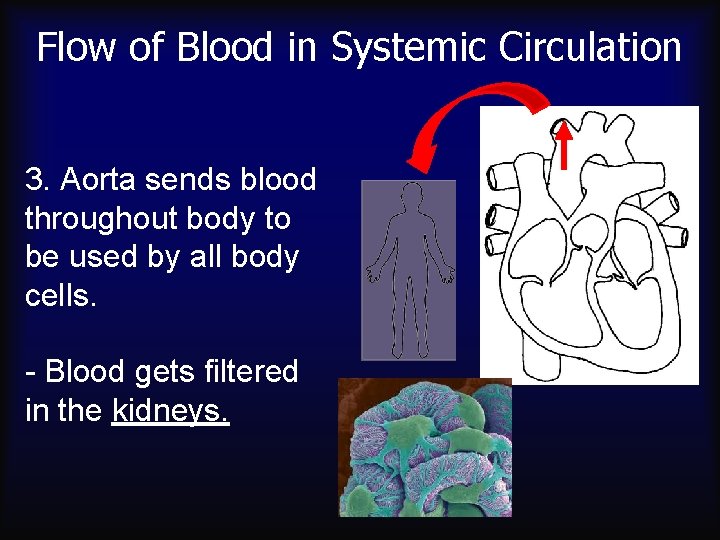 Flow of Blood in Systemic Circulation 3. Aorta sends blood throughout body to be