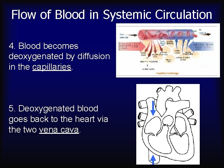 Flow of Blood in Systemic Circulation 4. Blood becomes deoxygenated by diffusion in the