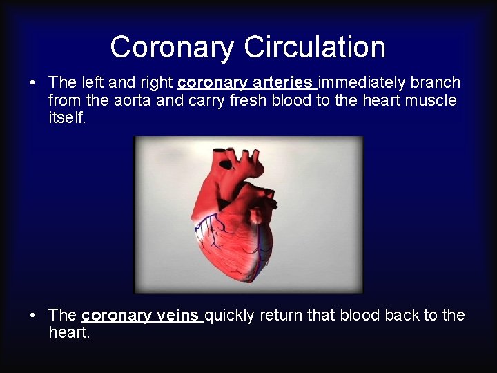Coronary Circulation • The left and right coronary arteries immediately branch from the aorta