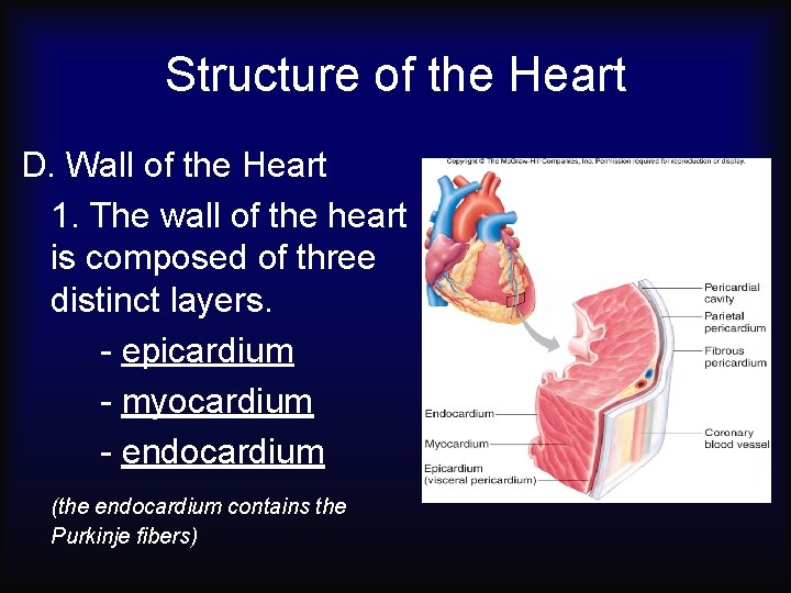 Structure of the Heart D. Wall of the Heart 1. The wall of the