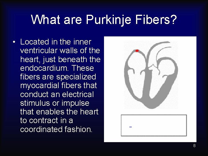 What are Purkinje Fibers? • Located in the inner ventricular walls of the heart,