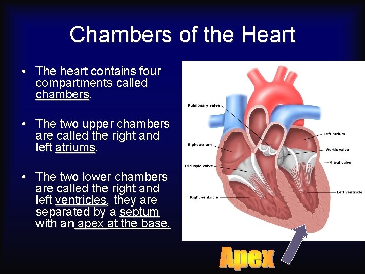 Chambers of the Heart • The heart contains four compartments called chambers. • The